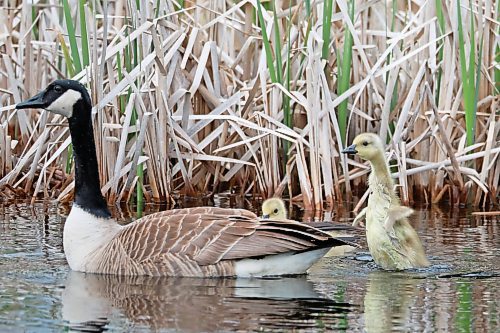 06062024
A young Canada goose gosling flaps its little wings while swimming in a pond with family in Riding Mountain National Park on a warm Thursday afternoon. 
(Tim Smith/The Brandon Sun)
