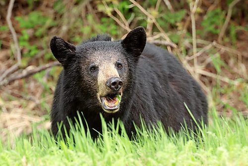 06062024
A black bear dines on dandelions bordering Highway 10 in Riding Mountain National Park on a warm Thursday afternoon. 
(Tim Smith/The Brandon Sun)