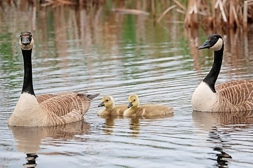 06062024
Two Canada geese swim in a pond with their goslings in Riding Mountain National Park on a warm Thursday afternoon. 
(Tim Smith/The Brandon Sun)