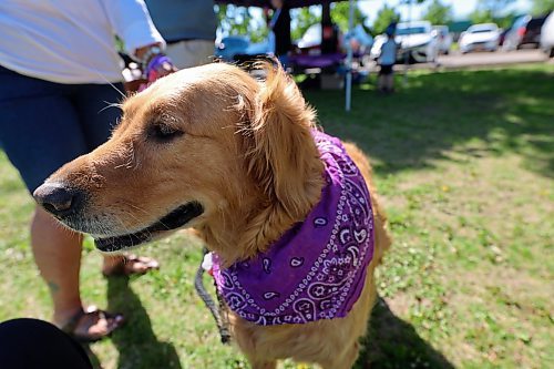 Lily shows her support by wearing a purple bandanna at the Walk to End ALS that took place Saturday morning. This was the second annual fundraising walk put on by the ALS Society of Manitoba. (Charlotte McConkey/The Brandon Sun)