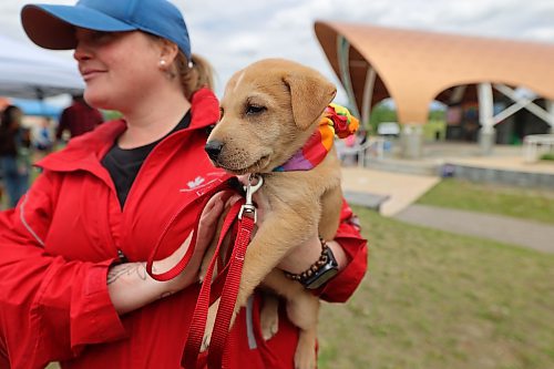 Benny is a seven-week-old puppy still available for adoption from the Humane Society. (Charlotte McConkey/The Brandon Sun)