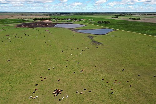 11062024
Cattle graze in a pasture west of Souris, Manitoba on a sunny Tuesday afternoon. 
(Tim Smith/The Brandon Sun)