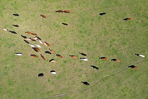 11062024
Cattle graze in a pasture west of Souris, Manitoba on a sunny Tuesday afternoon. 
(Tim Smith/The Brandon Sun)