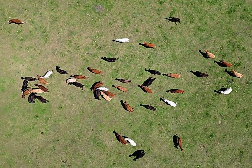 11062024
Cattle graze in a pasture west of Souris, Manitoba on a sunny Tuesday afternoon. 
(Tim Smith/The Brandon Sun)