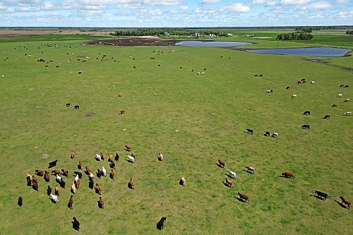 11062024
Cattle graze in a pasture west of Souris, Manitoba on a sunny Tuesday afternoon. 
(Tim Smith/The Brandon Sun)