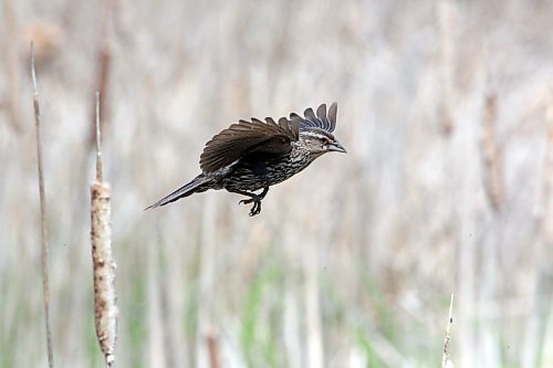 A female red-winged blackbird takes off from her perch at the top of a cattail in a field east of Brandon on Wednesday. (Matt Goerzen/The Brandon Sun)