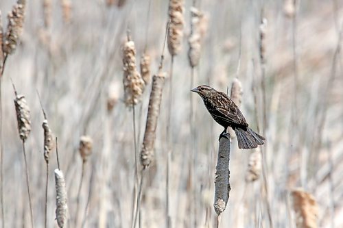 A female red-winged blackbird clutches to a perch at the top of a cat tail in a field east of Brandon on Wednesday. (Matt Goerzen/The Brandon Sun)