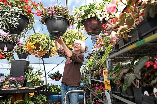 Ruth Bonneville / Free Press

Standup - Flower Power 

Plant consultant, Sandra Howrie, checks the water level of the flowering shade pots at Jardins St-Leon garden centre Monday morning.  

Howrie comes out of retirement each spring r to work  in the garden centre because she loves being around flowers and plants and sharing her knowledge with customers. Jardins St-Leon is your friendly neighbourhood outdoor farm market and garden center located at 419 St Mary's Rd, 


June 17th, 2024