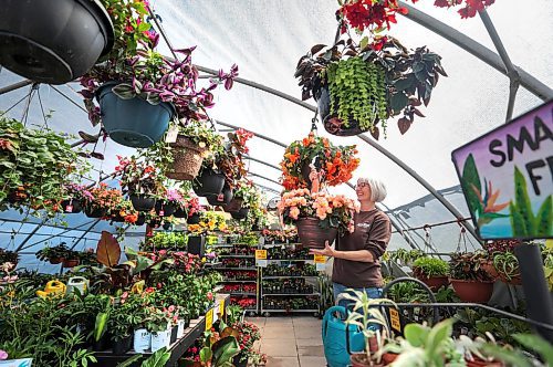 Ruth Bonneville / Free Press

Standup - Flower Power 

Plant consultant, Sandra Howrie, checks the water level of the flowering shade pots at Jardins St-Leon garden centre Monday morning.  

Howrie comes out of retirement each spring r to work  in the garden centre because she loves being around flowers and plants and sharing her knowledge with customers. Jardins St-Leon is your friendly neighbourhood outdoor farm market and garden center located at 419 St Mary's Rd, 


June 17th, 2024