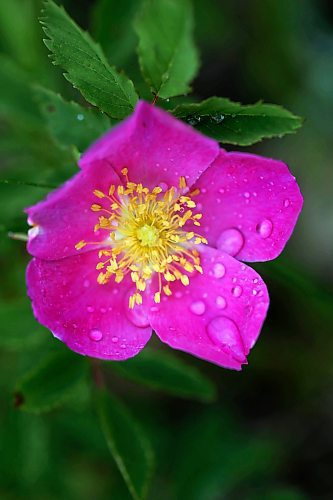 17062024
Rain drops collect on the petals of a wild rose near Lauder, Manitoba on Monday. 
(Tim Smith/The Brandon Sun)