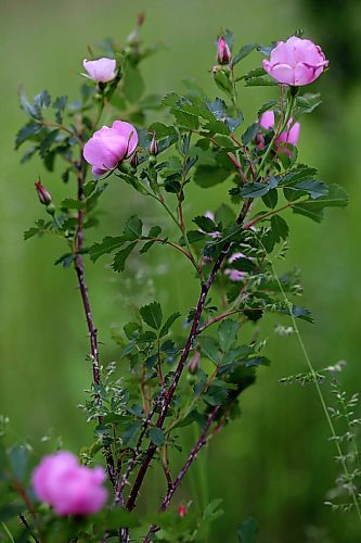 17062024
Wild roses bloom near Lauder, Manitoba on Monday. 
(Tim Smith/The Brandon Sun)