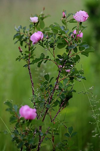 17062024
Wild roses bloom near Lauder, Manitoba on Monday. 
(Tim Smith/The Brandon Sun)