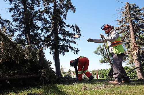 17062024
City of Brandon workers clean up a large tree that fell in the Brandon Cemetery during the high winds and storms that rolled through southwestern Manitoba throughout the weekend. 
(Tim Smith/The Brandon Sun)