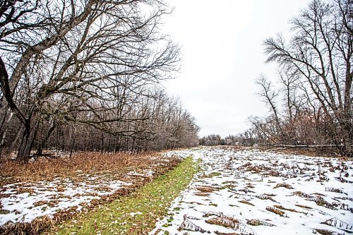 MIKAELA MACKENZIE / WINNIPEG FREE PRESS

The forest near Lemay Avenue on Monday, Nov. 6, 2023. The 22 acres of land is slated to be developed.
Winnipeg Free Press 2023.