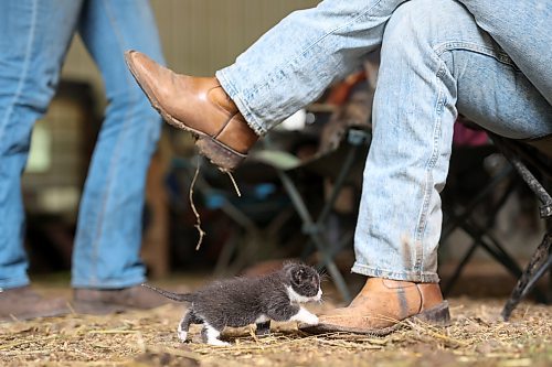 19062024
A kitten explores a barn at Lucky Break Ranch southwest of Rivers, Manitoba on Wednesday afternoon. 
(Tim Smith/The Brandon Sun)