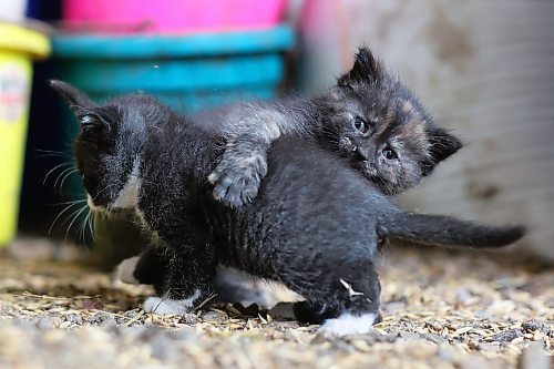 19062024
Two kittens play in a barn at Lucky Break Ranch southwest of Rivers, Manitoba on Wednesday afternoon. 
(Tim Smith/The Brandon Sun)