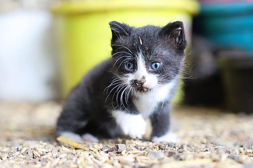 19062024
A kitten explores a barn at Lucky Break Ranch southwest of Rivers, Manitoba on Wednesday afternoon. 
(Tim Smith/The Brandon Sun)