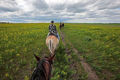 19062024
Riders make their way through a pasture while out for a trail ride run by Lucky Break Ranch southwest of Rivers, Manitoba on Wednesday afternoon. The ranch offers a variety of trail rides and also holds weekly barrel-racing jackpots on Thursday evenings. 
(Tim Smith/The Brandon Sun)