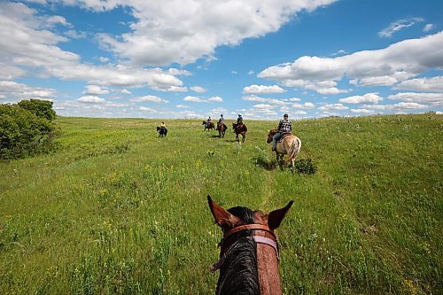 19062024
Riders make their way through a pasture while out for a trail ride run by Lucky Break Ranch southwest of Rivers, Manitoba on Wednesday afternoon. The ranch offers a variety of trail rides and also holds weekly barrel-racing jackpots on Thursday evenings. 
(Tim Smith/The Brandon Sun)