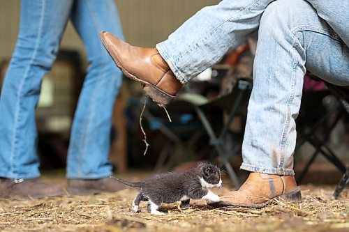 19062024
A kitten walks onto the boots of Signe Skaar as she sits in the barn after a trail ride at Lucky Break Ranch southwest of Rivers, Manitoba on Wednesday afternoon.
(Tim Smith/The Brandon Sun)