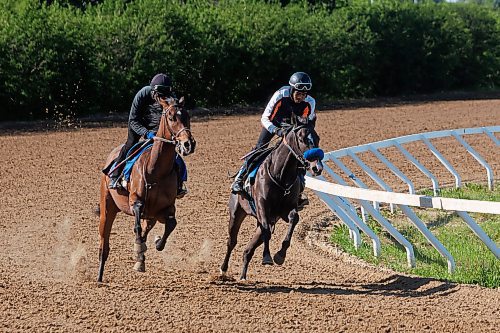 MIKE DEAL / FREE PRESS
Jockey Rachaad Knights, who won five races this week (11 wins total at ASD), rides Coal Boy on the inside lane with Dane Dawkins on Conspiracytheorist at the Assiniboia Downs Friday morning. Both horses are 2-year-olds under the training eye of Wendy Anderson.
240621 - Friday, June 21, 2024.