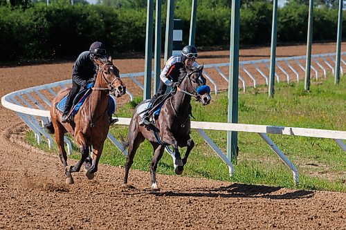 MIKE DEAL / FREE PRESS
Jockey Rachaad Knights, who won five races this week (11 wins total at ASD), rides Coal Boy on the inside lane with Dane Dawkins on Conspiracytheorist at the Assiniboia Downs Friday morning. Both horses are 2-year-olds under the training eye of Wendy Anderson.
240621 - Friday, June 21, 2024.