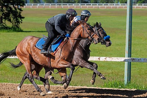 MIKE DEAL / FREE PRESS
Jockey Rachaad Knights, who won five races this week (11 wins total at ASD), rides Coal Boy on the inside lane with Dane Dawkins on Conspiracytheorist at the Assiniboia Downs Friday morning. Both horses are 2-year-olds under the training eye of Wendy Anderson.
240621 - Friday, June 21, 2024.