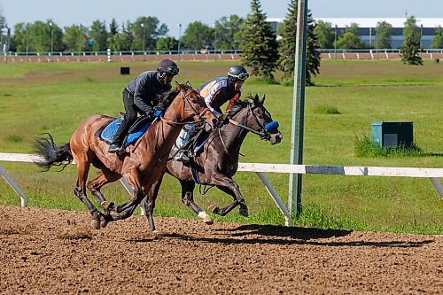 MIKE DEAL / FREE PRESS
Jockey Rachaad Knights, who won five races this week (11 wins total at ASD), rides Coal Boy on the inside lane with Dane Dawkins on Conspiracytheorist at the Assiniboia Downs Friday morning. Both horses are 2-year-olds under the training eye of Wendy Anderson.
240621 - Friday, June 21, 2024.