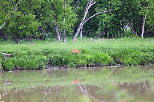 A white-tailed deer in the tall grass and its reflection in the Assiniboine River near Eleanor Kidd Park on Saturday morning. (Michele McDougall/The Brandon Sun)

 

