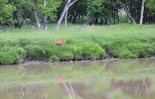 A white-tailed deer in the tall grass and its reflection in the Assiniboine River near Eleanor Kidd Park on Saturday morning. (Michele McDougall/The Brandon Sun)
