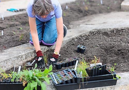 Betty Kelly, a volunteers with Bee Brandon who helped plant native flowers and grasses at Eleanor Kidd Park last weekend. Kelly is also a member of Sustainable Brandon. (Michele McDougall/The Brandon Sun)