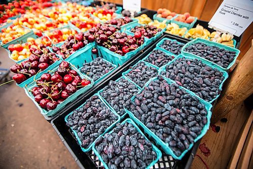 MIKAELA MACKENZIE / FREE PRESS

Manitoba-grown Haskaps (the first local berries available) at Jardins St-Léon Gardens on Monday, June 24, 2024.

For Matt story.

