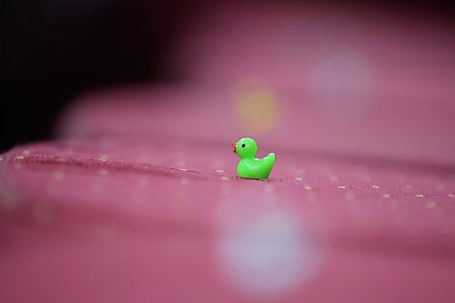 24062024
Tiny plastic ducks line the seats for graduates during Crocus Plains Regional Secondary School&#x2019;s 2024 Convocation at the Keystone Centre on Monday.
(Tim Smith/The Brandon Sun)