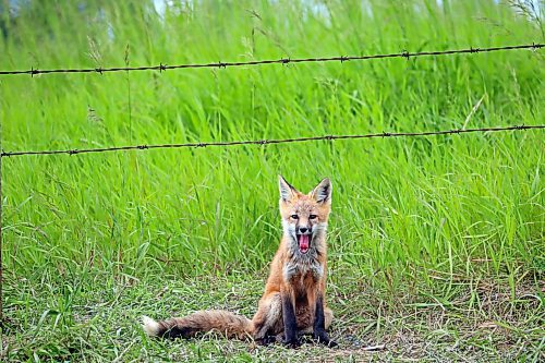 26062024
A fox kit yawns outside a den along Highway 10 south of Minnedosa on Wednesday.
(Tim Smith/The Brandon Sun)