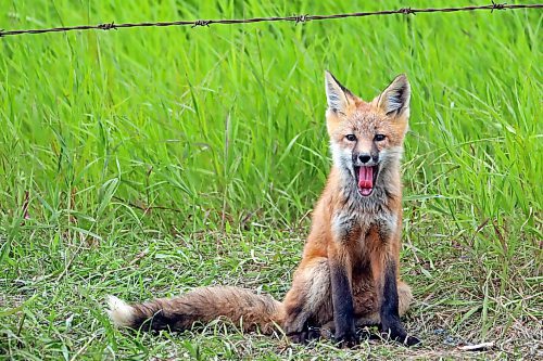 26062024
A fox kit yawns outside a den along Highway 10 south of Minnedosa on Wednesday.
(Tim Smith/The Brandon Sun)