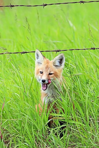 26062024
A fox kit licks its lips after eating outside a den along Highway 10 south of Minnedosa on Wednesday.
(Tim Smith/The Brandon Sun)