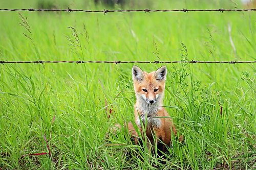 26062024
A fox kit sits outside a den along Highway 10 south of Minnedosa on Wednesday.
(Tim Smith/The Brandon Sun)