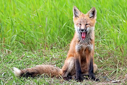 26062024
A fox kit yawns outside a den along Highway 10 south of Minnedosa on Wednesday.
(Tim Smith/The Brandon Sun)