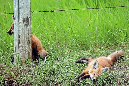 26062024
Fox kits relax outside a den along Highway 10 south of Minnedosa on Wednesday.
(Tim Smith/The Brandon Sun)