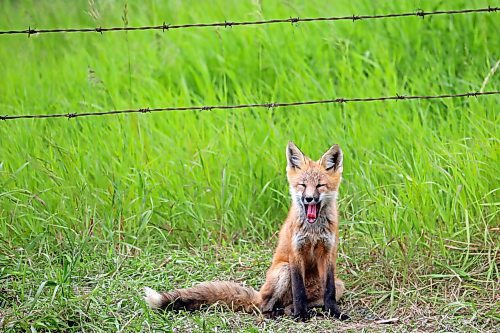 26062024
A fox kit yawns outside a den along Highway 10 south of Minnedosa on Wednesday.
(Tim Smith/The Brandon Sun)