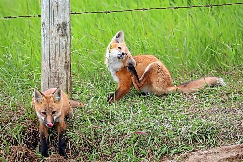 26062024
Fox kits relax outside a den along Highway 10 south of Minnedosa on Wednesday.
(Tim Smith/The Brandon Sun)