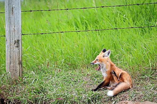 26062024
A fox kit yawns outside a den along Highway 10 south of Minnedosa on Wednesday.
(Tim Smith/The Brandon Sun)