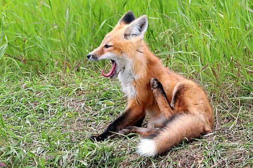 26062024
A fox kit yawns outside a den along Highway 10 south of Minnedosa on Wednesday.
(Tim Smith/The Brandon Sun)