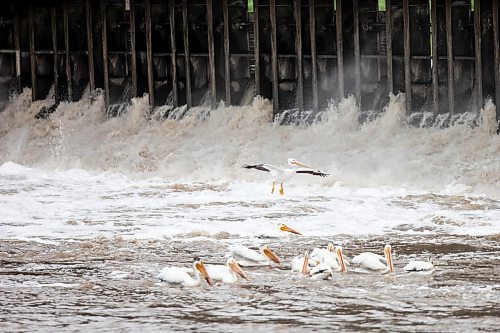 MIKAELA MACKENZIE / FREE PRESS

Pelicans fish in the rapids below the St. Andrews Camr Curtain Bridge Dam on Tuesday, June 25, 2024.

For summer slices story.

