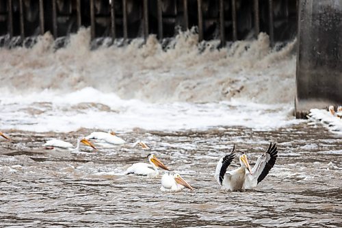 MIKAELA MACKENZIE / FREE PRESS

Pelicans fish in the rapids below the St. Andrews Camr Curtain Bridge Dam on Tuesday, June 25, 2024.

For summer slices story.

