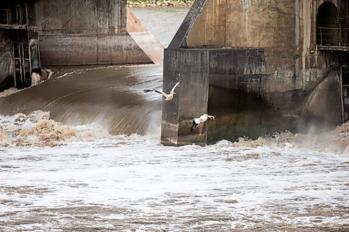 MIKAELA MACKENZIE / FREE PRESS

Pelicans fly beside the St. Andrews Camr Curtain Bridge Dam on Tuesday, June 25, 2024.

For summer slices story.

