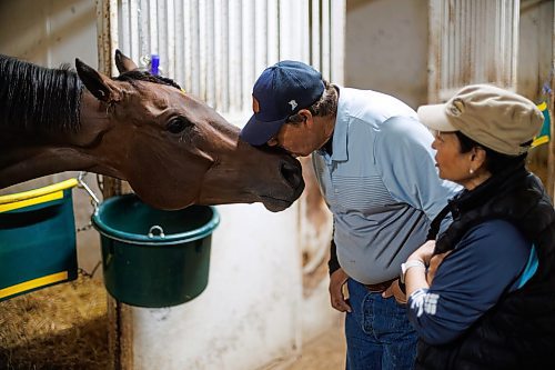 MIKE DEAL / FREE PRESS
Trainer&#x2019;s Carlos Moreno and Maria Isabel with Mr. Stang at Assiniboia Downs Friday morning.
240628 - Friday, June 28, 2024.