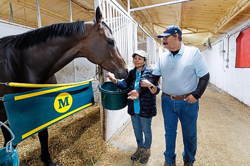 MIKE DEAL / FREE PRESS
Trainer&#x2019;s Carlos Moreno and Maria Isabel with Mr. Stang at Assiniboia Downs Friday morning.
240628 - Friday, June 28, 2024.