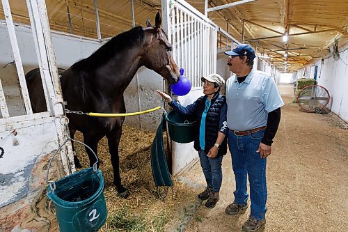 MIKE DEAL / FREE PRESS
Trainer&#x2019;s Carlos Moreno and Maria Isabel with Mr. Stang at Assiniboia Downs Friday morning.
240628 - Friday, June 28, 2024.