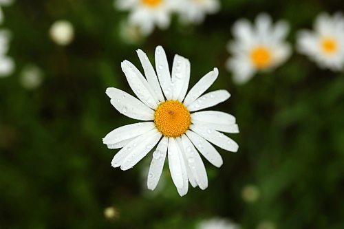 28062024
Rain drops rest on daisy petals during rain in Riding Mountain National Park on Friday.
(Tim Smith/The Brandon Sun)